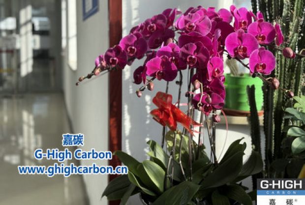 蝴蝶蘭綻活力，政企情暖新春